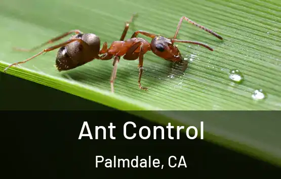  Ant Control Palmdale, CA