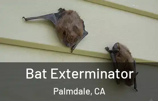  Bat Exterminator Palmdale, CA