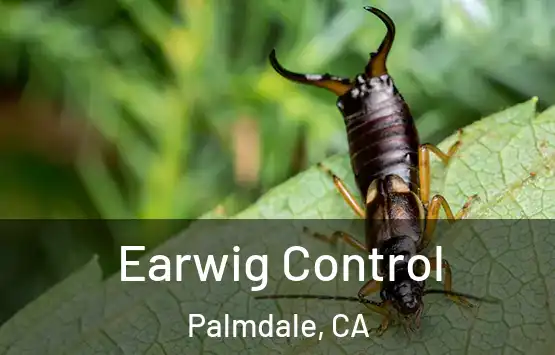  Earwig Control Palmdale, CA