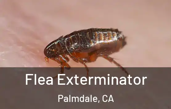  Flea Exterminator Palmdale, CA