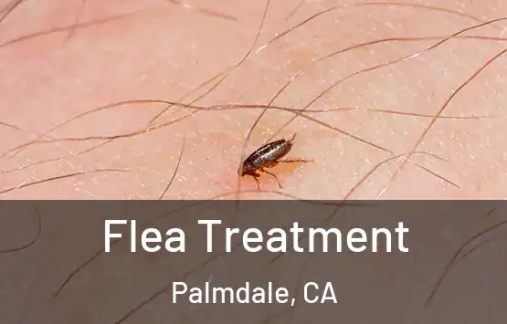  Flea Treatment Palmdale, CA