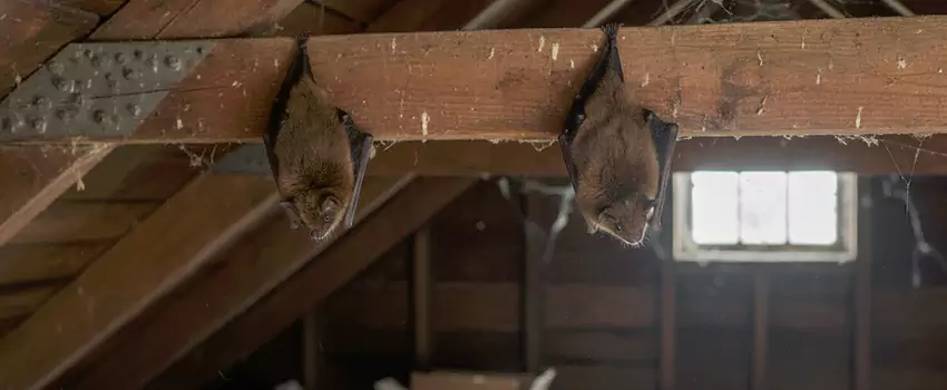 bat-exterminator in Palmdale, CA