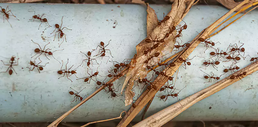Fire Ant Extermination in Yards, Parks, and Outdoor Spaces Palmdale, CA