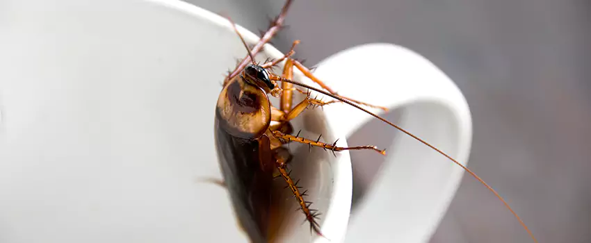 cockroach-pest-control in Palmdale, CA