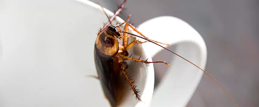 cockroach-treatment in Palmdale, CA