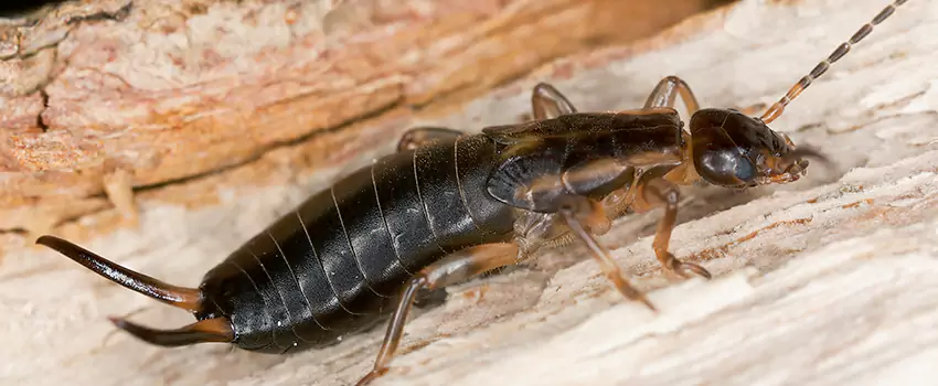 earwig-control in Palmdale, CA