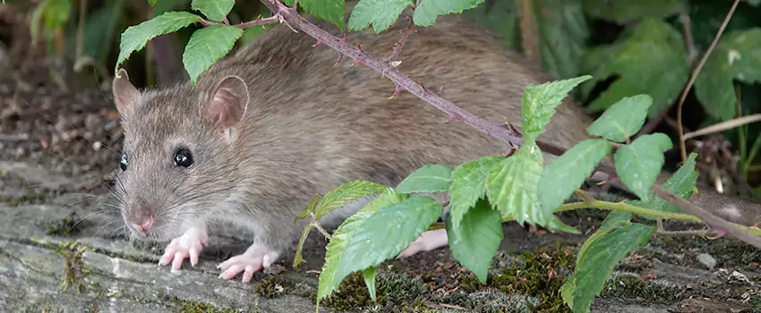 mice-control in Palmdale, CA