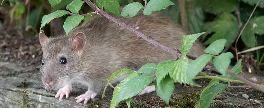 mouse-control in Palmdale, CA
