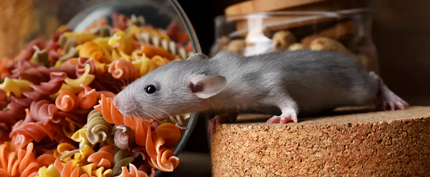 mouse-exterminator in Palmdale, CA