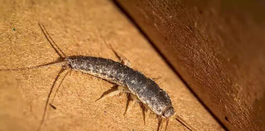 silverfish-control in Palmdale, CA