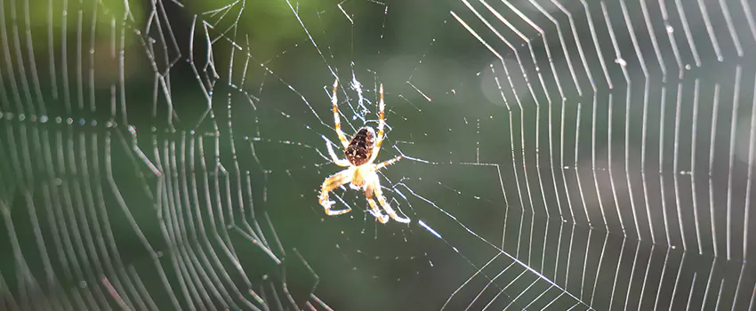 spider-pest-control in Palmdale, CA