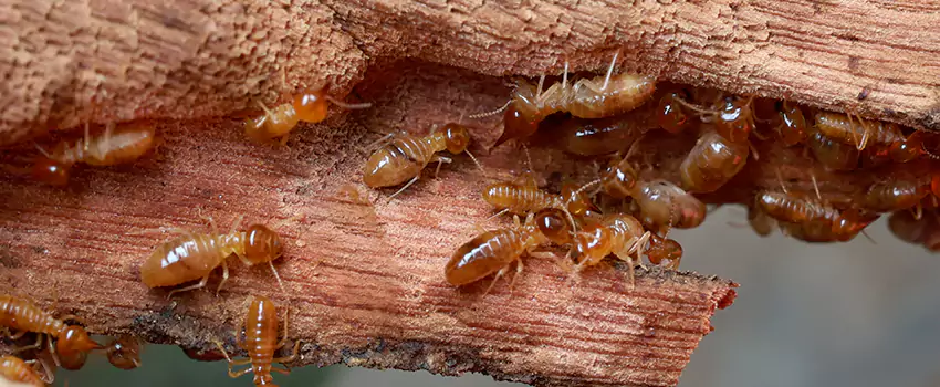 termite-treatment in Palmdale, CA