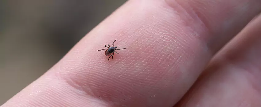tick-control in Palmdale, CA