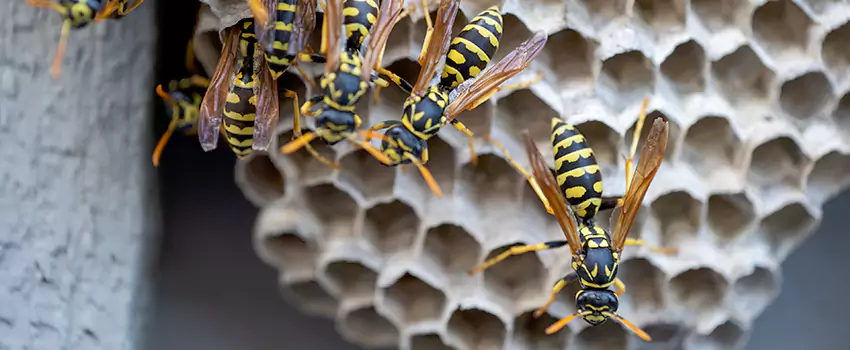 wasp-pest-control in Palmdale, CA