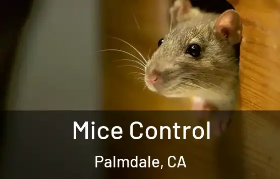  Mice Control Palmdale, CA