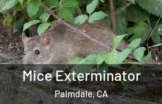  Mice Exterminator Palmdale, CA