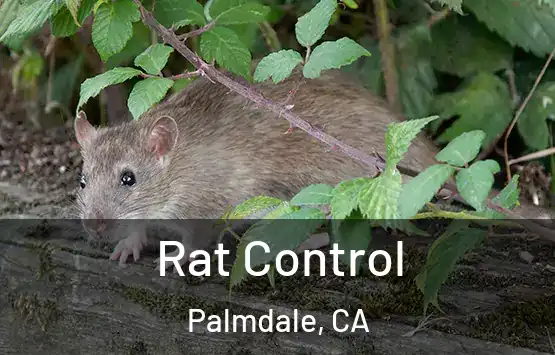  Rat Control Palmdale, CA