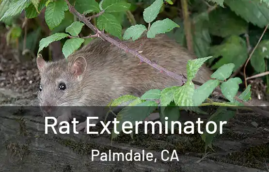  Rat Exterminator Palmdale, CA