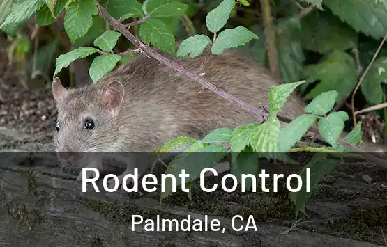  Rodent Control Palmdale, CA