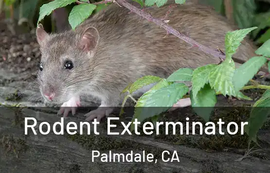  Rodent Exterminator Palmdale, CA