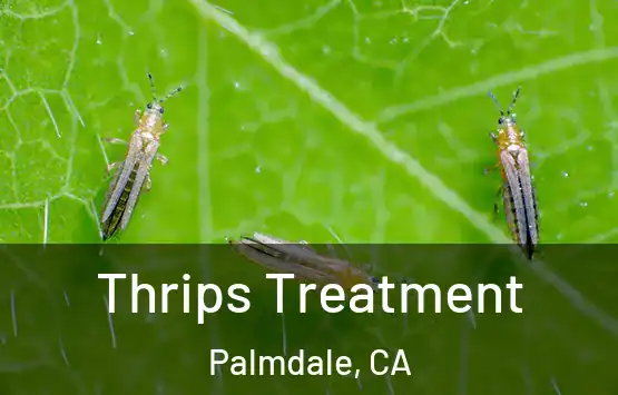  Thrips Treatment Palmdale, CA