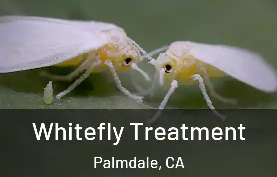  Whitefly Treatment Palmdale, CA